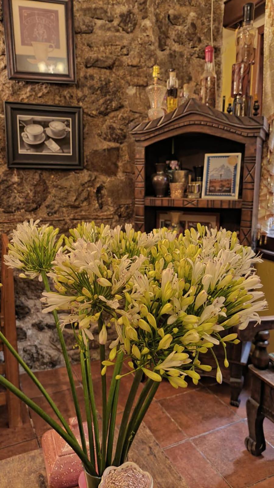 Hotel Rholyn Pura Vida !! Antigua Екстер'єр фото